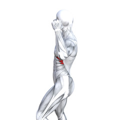 Concept conceptual 3D illustration chest fit strong human anatomy or anatomical and gym muscle isolated, white background for body health with tendons, abs, biological, fitness medical muscular system