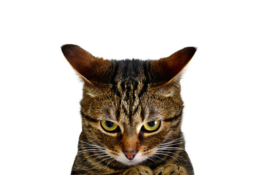 A furious cat is ready to attack! Very angry kitten. A cat on a white  background, a poster, an inscription, an advertisement. Enjoying, joyful,  whiskers, poster, card, emotion, fall Stock Photo |