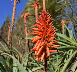 African torch lilly flower