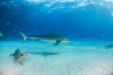 Fototapeta premium Tiger shark at Tigerbeach, Bahamas