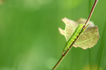 Gothica-Kätzcheneule Raupe