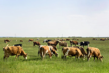 Cows on the meadow