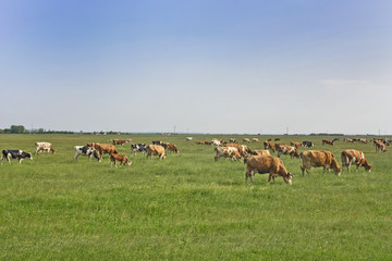 Cows on the meadow