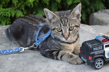 Katze an der Leine