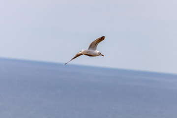 Fototapeta na wymiar Flying Gull