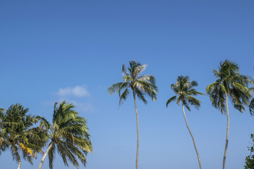 Fototapeta na wymiar giant palm trees