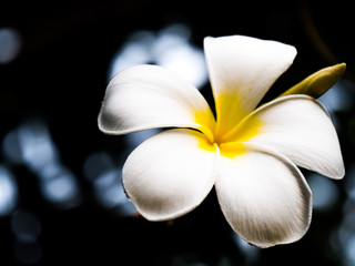 Fototapeta na wymiar White flower