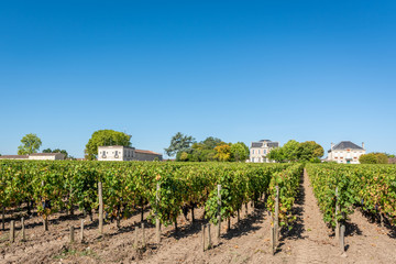 Fototapeta na wymiar MEDOC (Gironde, France), vignoble de Margaux