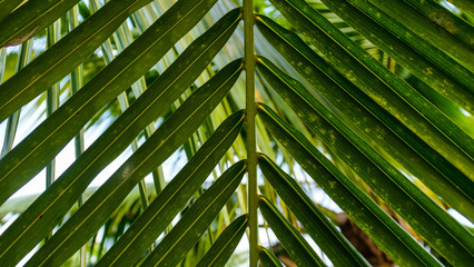 Fototapeta na wymiar palm leaf