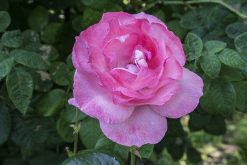 beautiful rose