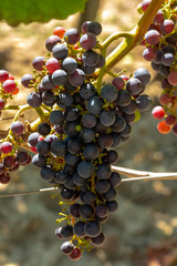 MEDOC (Gironde, France), vignoble de Margaux