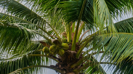 Fototapeta premium palm tree with coconut