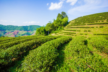 Fototapeta na wymiar Beautiful fresh green oolong tea field plantation, Mae Salong near Chiang Rai, North of Thailand in Asia
