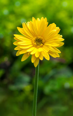 Close up of beautiful yellow gerbera flower
