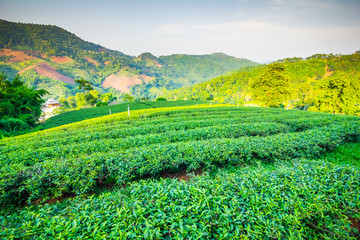 Obraz premium Beautiful fresh green oolong tea field plantation, Mae Salong near Chiang Rai, North of Thailand in Asia