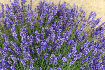 Obraz premium Beautiful blooming lavenders in garden