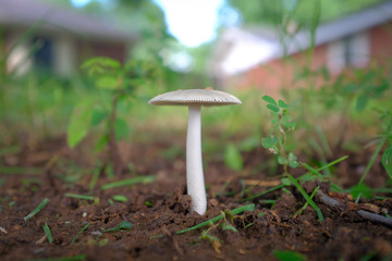 Mushroom