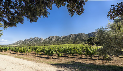 Vineyard in the Les Alpilles Region in St. Remy de Provence. Buches du Rhone, Provence, France..