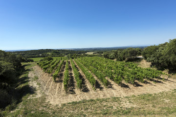 Fototapeta na wymiar Vineyard in the Les Alpilles Region in St. Remy de Provence. View of the valley. Buches du Rhone, Provence, France..