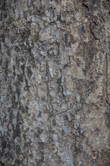 Tree bark rough texture for background .