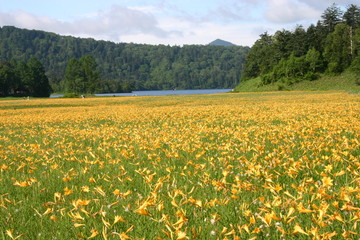 尾瀬沼ニッコウキスゲ