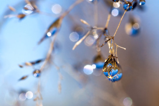 Blue Dew Drops On Grass In Autumn. Autumn Meadow Background Blur