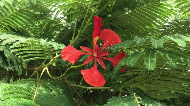 Flammenbaum (delonix regia)