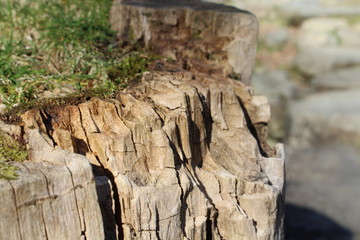 Fototapeta na wymiar Tree Stump
