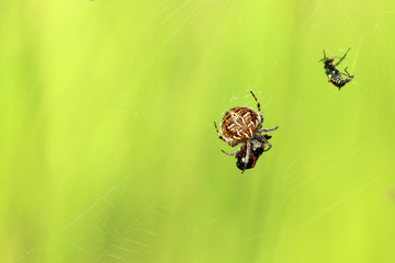 Spinne