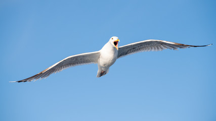 Norwegian Seagull
