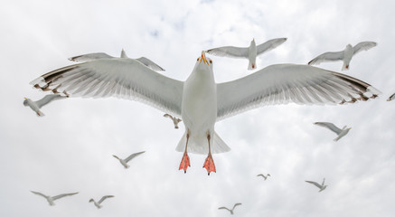 Norwegian Seagulls