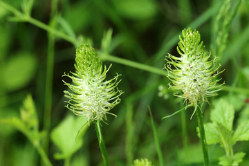 Ährige Teufelskralle