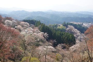 吉野山の桜