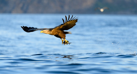 Norwegian white tailed eagle with catch