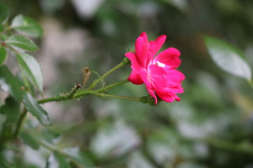 Rosa