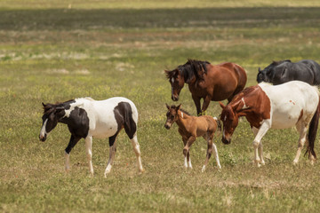 Obraz na płótnie Canvas Wild Horses in Utah in Summer
