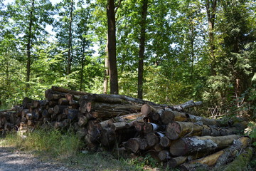 Waldspaziergang