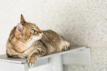 tabby cat sit