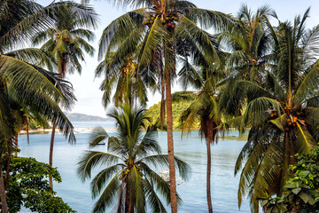 Palm tree with coconuts against the blue sky on a sandy beach in the Philippines, El Nido
