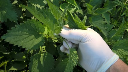 ortica pianta erbacea perenne raccolta con guanti in lattice 