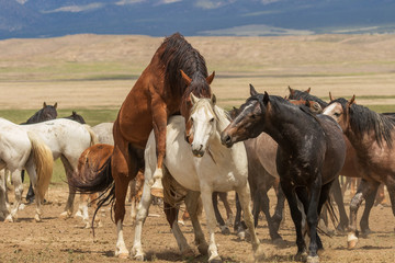 Fototapeta na wymiar Wild Horses in Utah in Summer