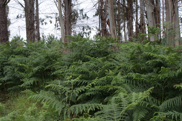 Bosque frondoso verde de hojas helechos y árboles de eucalipto en día nublado en aldea de Melide, La Coruña, Galicia. Vegetación autóctona de los montes gallegos.
