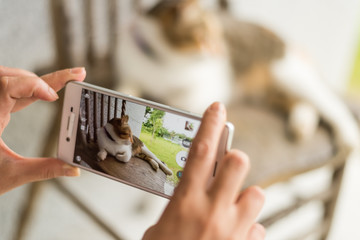  take a picture of a cat