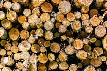 Fototapeta premium Wallpaper, background with a picture of pile of chopped fire wood
