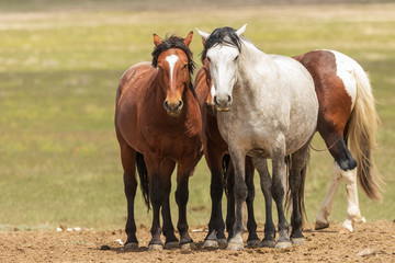 Wild Horses in Utah in Summer