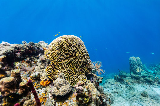 Fototapeta Coral reef underwater