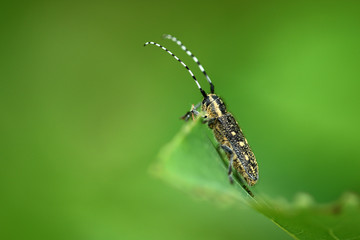 Scheckhorn-Distelbock