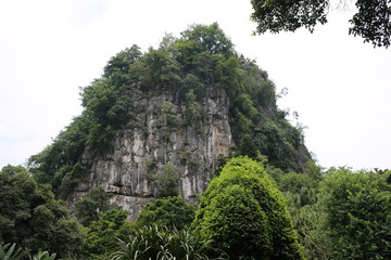 green tree on the hill