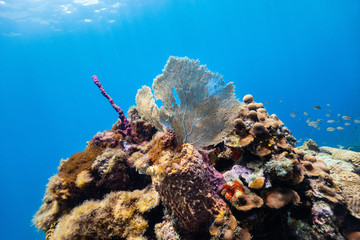 Coral reef underwater