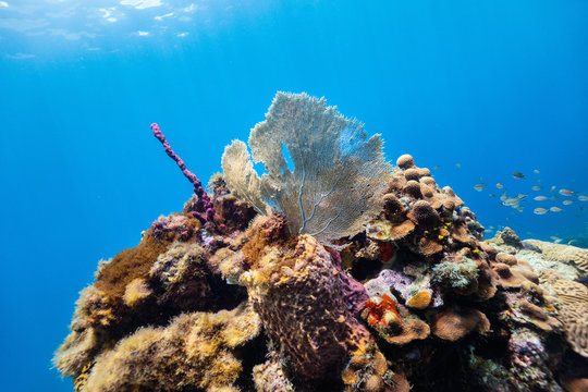 Fototapeta Coral reef underwater